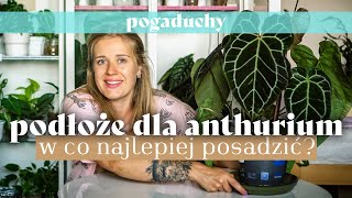 🌿 Jakie podłoże najlepsze dla anthurium Wasz wybór 👀 Antek crystallinum z OBI [upl. by Brena602]