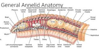 Phylum Annelida Part 1 [upl. by Adnohsel]