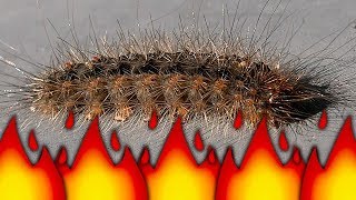 Stinging Caterpillar Becomes Ant Colony Food Flamethrower Pest Control BBQ Bugs [upl. by Ordnazil]