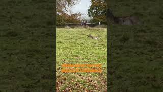 Dunham Massey national trust deer park walk Greater Manchester love subhallah [upl. by Grew]