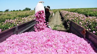 Beautiful Rose Harvesting and Rose Essential Oil Processing in Factory  Essential oil industry [upl. by Philcox]