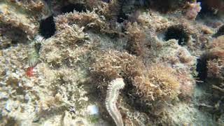 September 2024 Fireworm snorkeling negril jamaica [upl. by Dewayne]