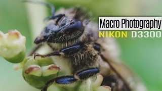 Macro Photography with the Nikon D3300 and Extension Tubes The Nature  Slideshow [upl. by Diena804]