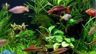 Planted Rainbowfish Aquarium Feeding [upl. by Eemak541]