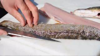 Hecht filetieren  How to filet pike or jackfish [upl. by Ashli]