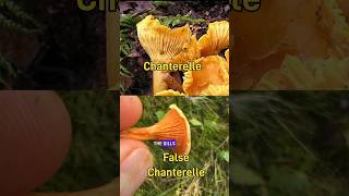 How to tell the delicious Chanterelle from the False Chanterelle wildfood mushroom foraging [upl. by Nyrraf]