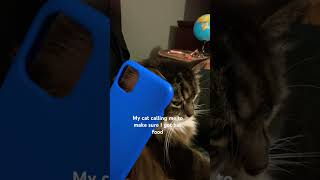 POV my cat making sure I got her food [upl. by Spooner]