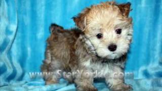 Teacup MorkiesMaltipoosYorkipoosPomteses and Designer Breeds puppies for sale Las Vegas NV [upl. by Nalac]