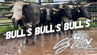 All New Fighting Bulls Arrive  Behind The Chutes 63 [upl. by Nekcarb]