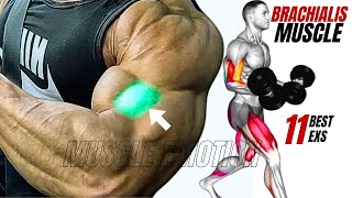 11 BEST BRACHIALIS WORKOUT AT GYM TO GET BIGGER ARMS FAST [upl. by Wesla]