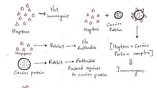 Haptens and Adjuvants  Bio science [upl. by Lizzie]