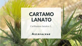 CARTAMO LANATO  ZAFFERANONE SELVATICO  Carthamus lanatus L Asteraceae [upl. by Emlynne109]