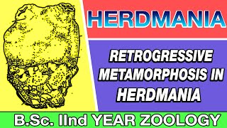 Retrogressive Metamorphosis in HERDMANIA in Hindi 2020  Urochordata  BSc 2ND YEAR ZOOLOGY [upl. by Souza]