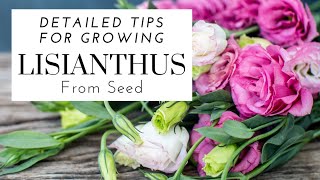 How To Grow Lisianthus From Seed  Detailed Tips 🌺  Starting Lisianthus In The Summer [upl. by Atims]