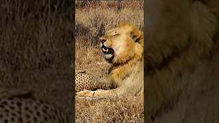 Lion Vs Cheetah Epic Showdown For Survival [upl. by Gabbert]