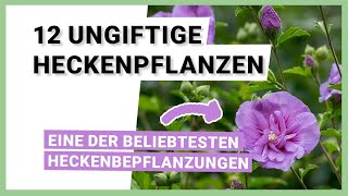 12 UNGIFTIGE Heckenpflanzen für einen kinder und tierfreundlichen Garten [upl. by Otrebor]