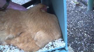 Buff Orpington Being Broody [upl. by Hoes]