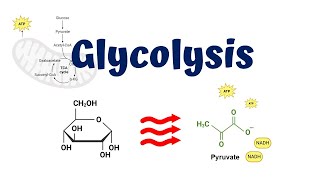 Glycolysis animation  10 Steps of Glycolysis [upl. by Retsek]