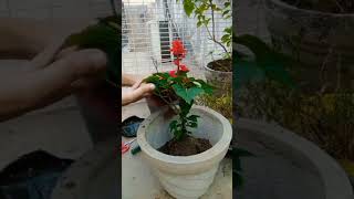 Lets grow Salvia Splendens ❣️ll scarletsage salviaflower gardening flowers shorts ytshort [upl. by Sylvia]