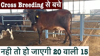 Cross Breeding से बचेनही तो हो जाएगी 20 वाली 15 croosbreedingejjukibusinessideas breeding [upl. by Ailsun]