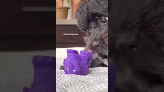 Dog puppy playing with toy and growling [upl. by Dleifxam]