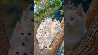 Cute Kitten Dance catlover cutecat pets catdance dogdance funny dancingcat catdancer [upl. by Varney]