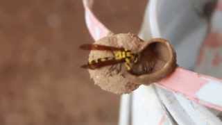 Mud Dauber Wasp Making Nest HD [upl. by Borlow907]