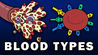 BLOOD TYPES  ABO and Rh Blood Group Systems [upl. by Ransome]