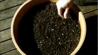 Growing Moringa Oleifera Part 1 Planting Seeds [upl. by Oona]