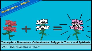 Incomplete Dominance Codominance Polygenic Traits and Epistasis [upl. by Nicolais867]