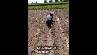 Lehsun Garlic ki kashtkari khehlon per [upl. by Akcimahs]