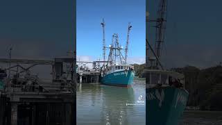 Noah’s Ark offloading Chilipepper Rockfish aka Rock Cod in Monterey Bay’s Moss Landing Harbor [upl. by Yesteb450]