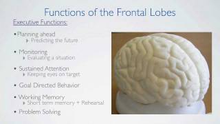 Frontal Lobes Functions [upl. by Roehm722]