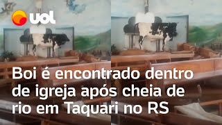 Enchentes no RS Boi se abriga em altar de igreja durante inundação de rio em Taquari veja vídeo [upl. by Stultz18]