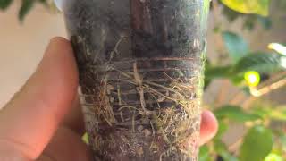 How To Transition Plants Propagated in Water to Soil [upl. by Jacobah]