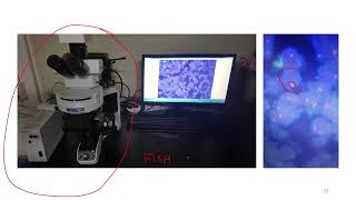 라이브 랩미팅 68 Immunofluorescence IF 면역형광 [upl. by Ogilvy]