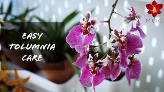 How to Care for Tolumnia Orchids  Easy guide for home growers 🌿 [upl. by Nilyaj849]