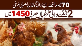 Pure Golden Misri Poultry Farm  Egg Laying Golden Misri hens at high Level Available For Sale [upl. by Katlaps]