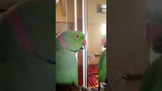 Parrot Voice training [upl. by Alakam898]