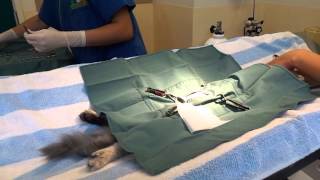 Female Cat Desexing Surgery  Part 1 [upl. by Alikee]