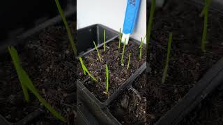 Monocot vs dicot examples gardening farming plants [upl. by Muslim]