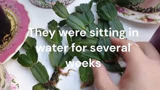 Christmas Cactus Plant Care  How to Propagate Zygocactus from Cuttings in Water [upl. by Neibart514]