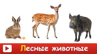 ЛЕСНЫЕ ЖИВОТНЫЕ для ДЕТЕЙ  Развивающий МУЛЬТИК для ДЕТЕЙ  лесные животные Презентация для детей [upl. by Nehtanhoj695]