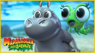 Aventuras de ranas 🐸  DreamWorks Madagascar en Español Latino [upl. by Nuhsyar]