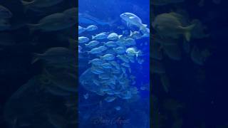 ONE GROUP OF PLENTY FISH shortvideo shorts fish [upl. by Hait]