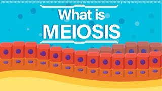 What is Meiosis  Animated Explanation [upl. by Lauder]