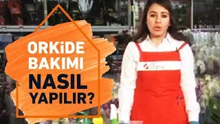 Orkide Bakımı Budaması ve Saksı Değişimi Nasıl Yapılır  Koçtaş ile Kendin Yap [upl. by Gabrielle]