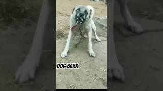 Dog barking really loud shorts ytshorts dog doglover dailyshorts trendingshorts Alexchamling [upl. by Koral]