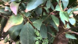 Stewartia leaf problem [upl. by Sherwin]