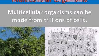 Comparing Kingdoms  Unicellular vs Multicellular [upl. by Doughty]